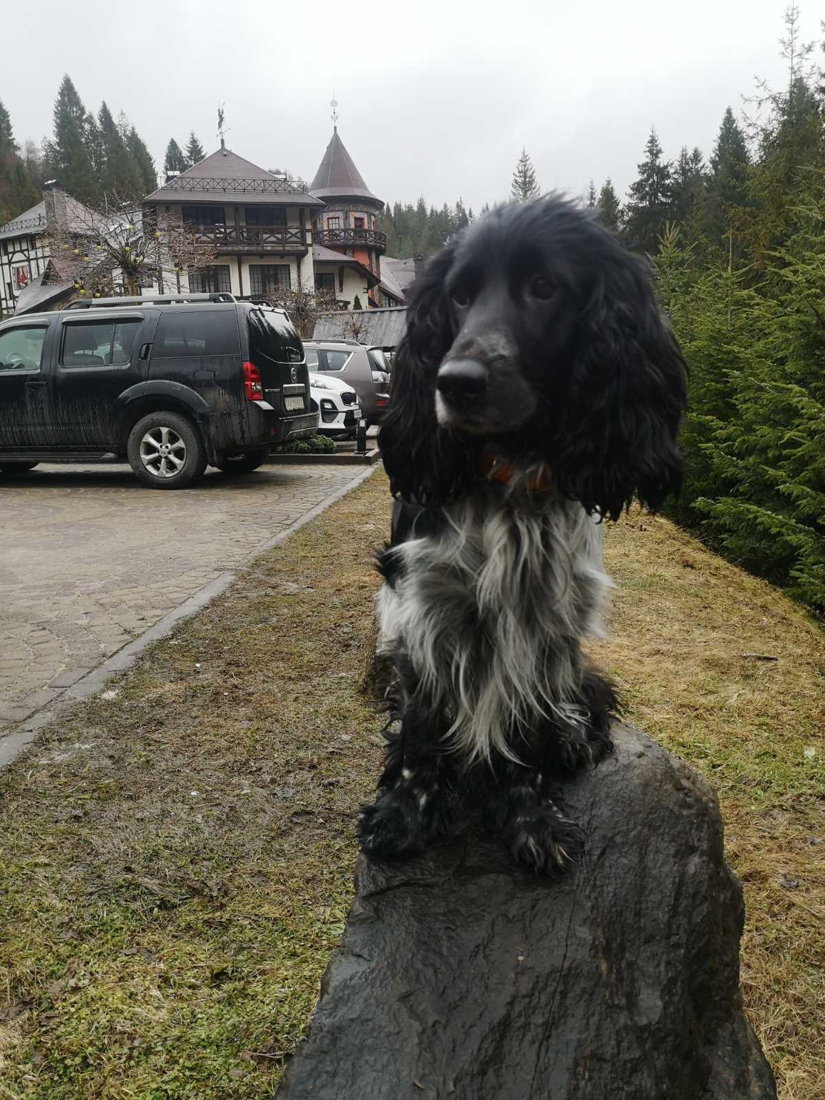 Польовий чемпіон Дінар. (Київ)