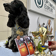 РМС Динар (дипломи)