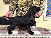 Цуцики МРС Спанієля