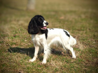 РМС Ель-Шарлотта