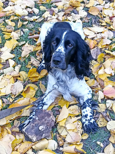 РМС Деніель