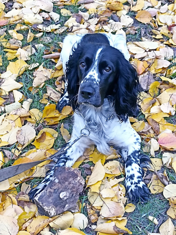 РМС Деніель