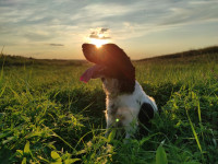 РМС Балізарда