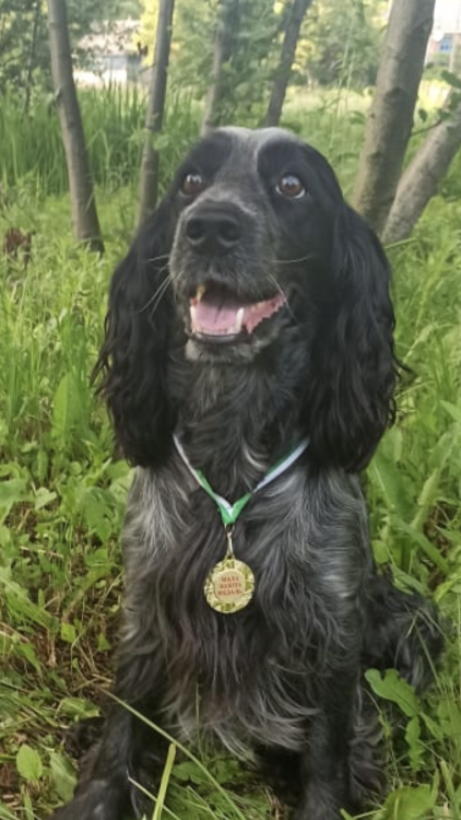 РМС Вікінг РМС Вікінг